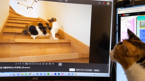 気になる猫