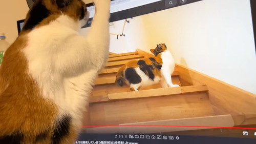 猫パンチ