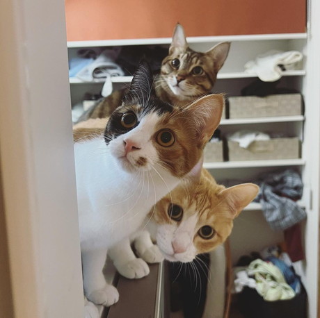 猫ちゃんたち