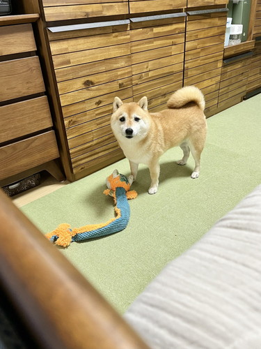 「あそぶの？」と聞いたら……