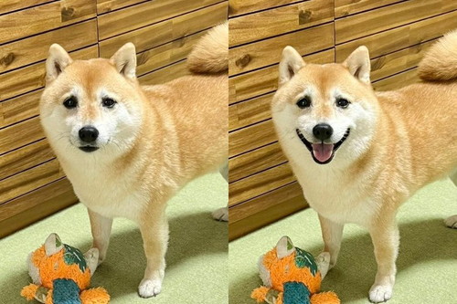 「あそぶの？」と聞いたら……