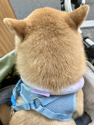 こじろうくんの日常後頭部