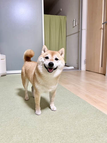 こじろうくんの日常ずっと一緒