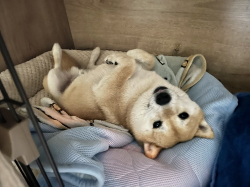 こじろうくんの日常ベッド満喫