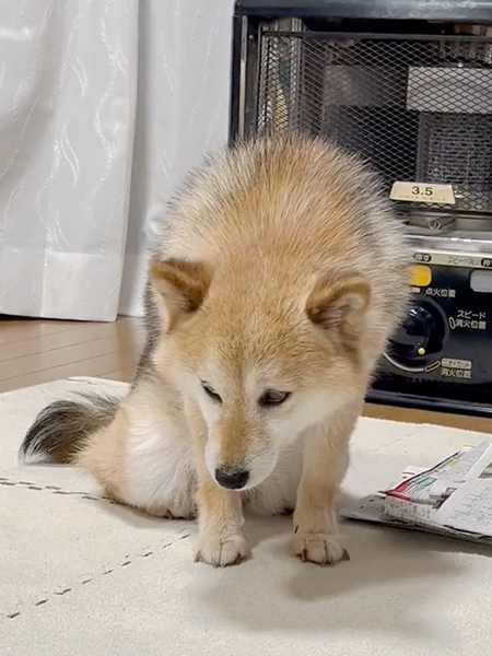 小さくなるワンコ