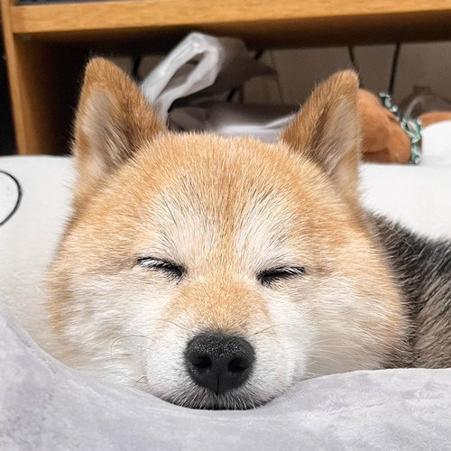 あご乗せワンコ