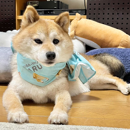 冷え冷えスカーフ