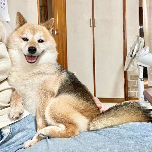 膝の上でご機嫌