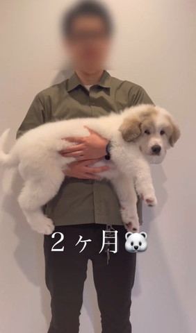 2カ月テロップ