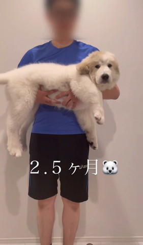 2カ月半テロップ