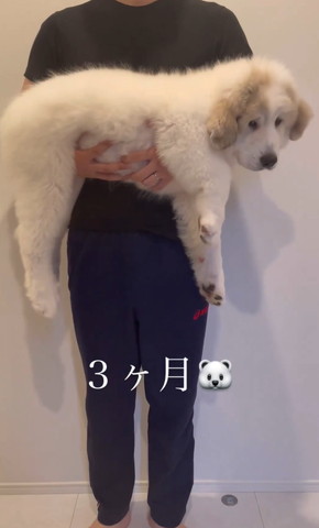3カ月テロップ