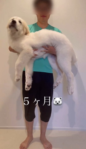 5カ月テロップ