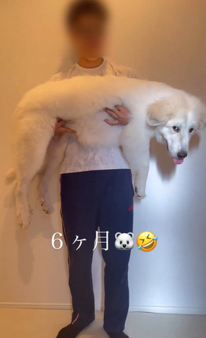 6カ月テロップ