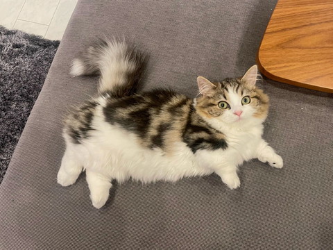 横になってる猫ちゃん