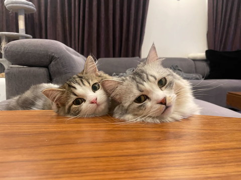 テーブルに顔のせる猫ず