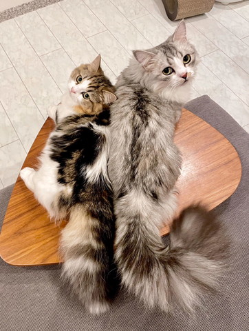 寄り添って振り向く猫たち