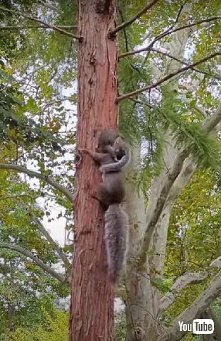 子どもくわえるリス