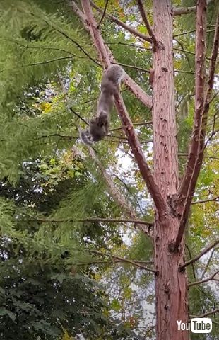 落ちそうなリス