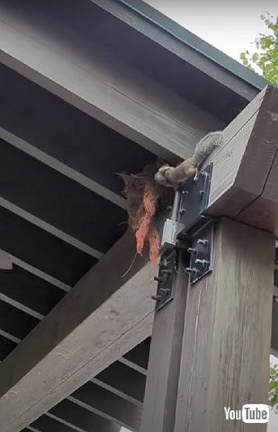 お家に帰ったリス