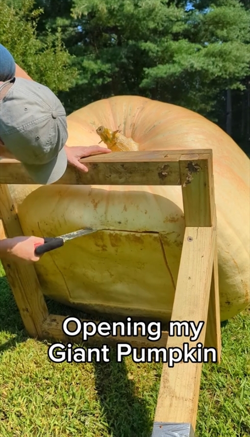 おばけカボチャ　巨大植物　カボチャ