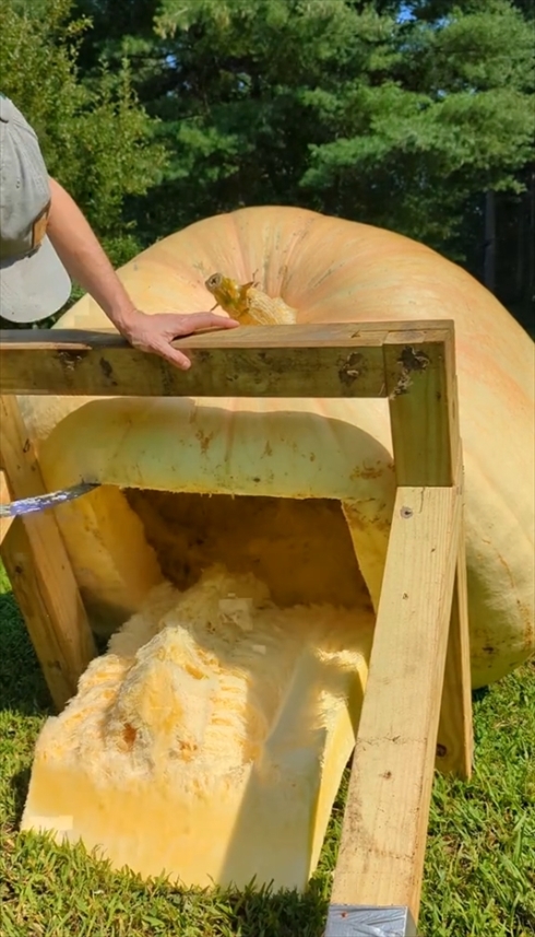 おばけカボチャ　巨大植物　カボチャ