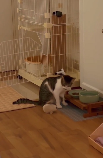 カメラの方を見るうずめさん