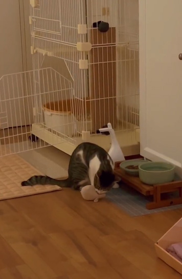 ネズミにかみつく