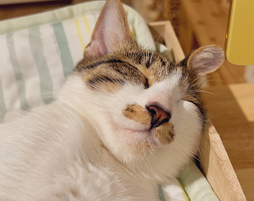 うずめさん寝顔アップ