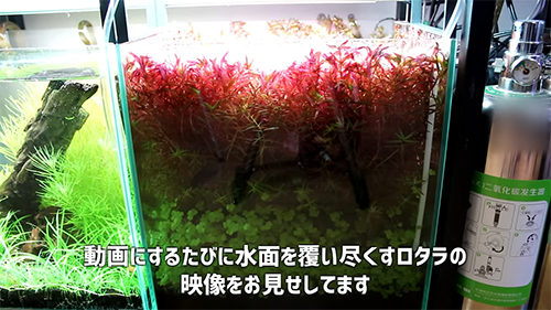 水面を覆いつくすロタラ