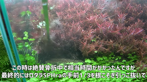 ロタラを引っこ抜く