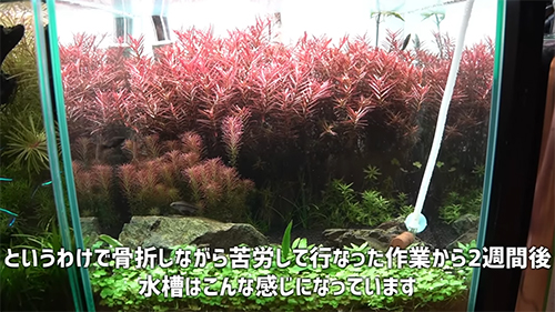 作業から2週間後