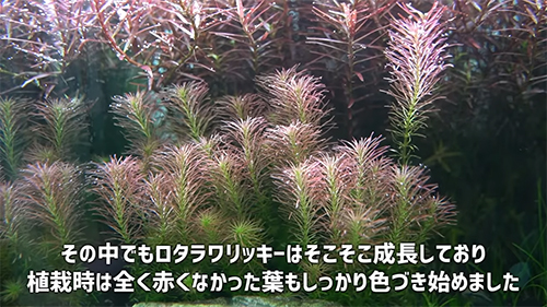 ロタラワリッキー