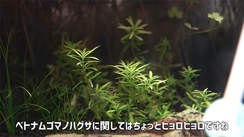 ベトナムゴマノハグサ