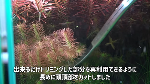 ロタラワリッキートリミング