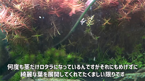 ロタラSPトリミング