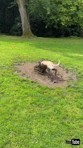 泥だらけで楽しそうなラブラドール