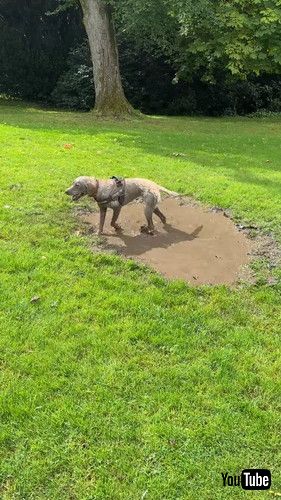 泥だらけで楽しそうなラブラドール