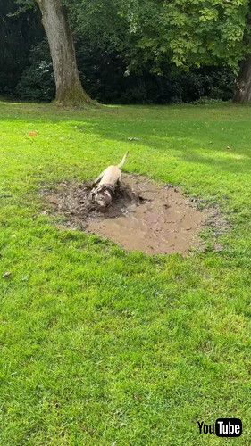 泥だらけで楽しそうなラブラドール