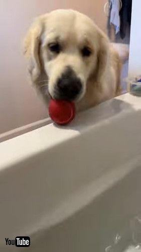 ボール持ってきた犬