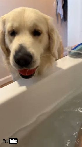 また持ってきた