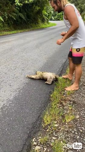 道路を渡るナマケモノを助ける男性
