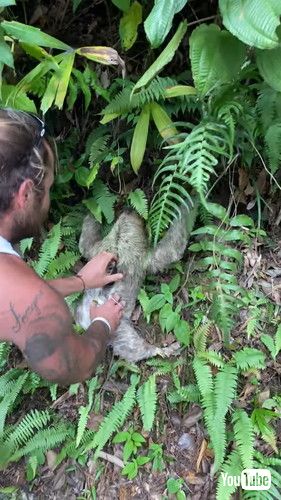 道路を渡るナマケモノを助ける男性