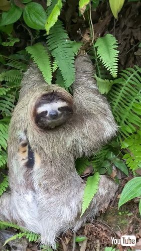 道路を渡るナマケモノを助ける男性