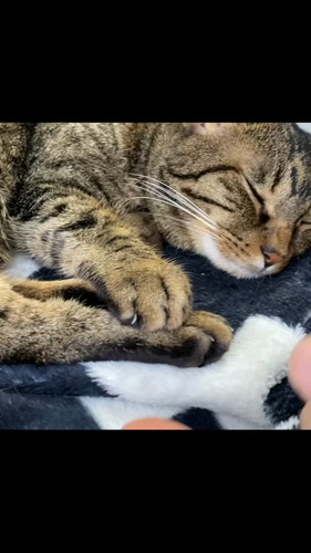 「寝ている凶暴猫の肉球を触ったら...」