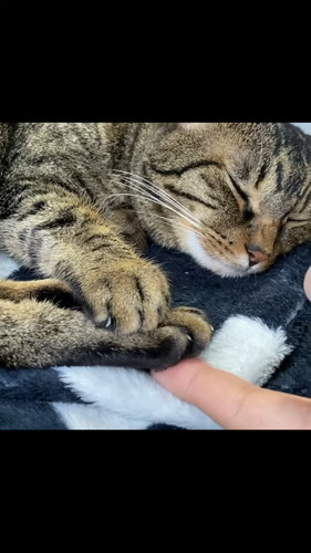 スリスリする飼い主