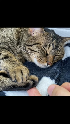 肉球堪能飼い主