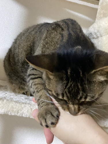 てんちゃんとふくちゃん