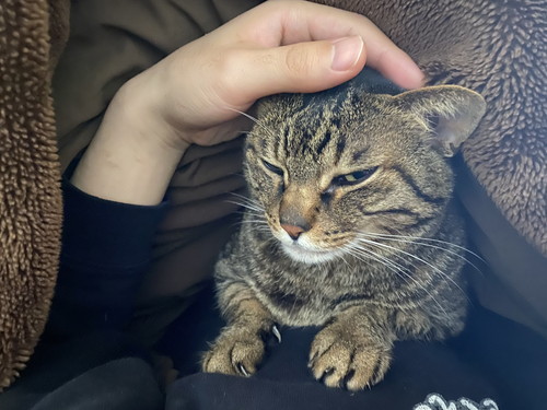 てんちゃんとふくちゃん