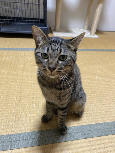 てんちゃんとふくちゃん