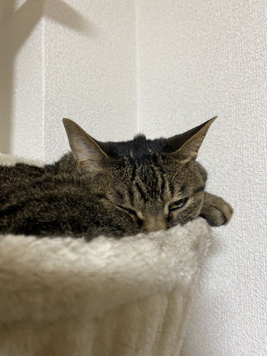 てんちゃんとふくちゃん